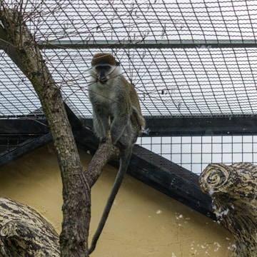 Safety netting installed around a monkey enclosure in a natural setting.