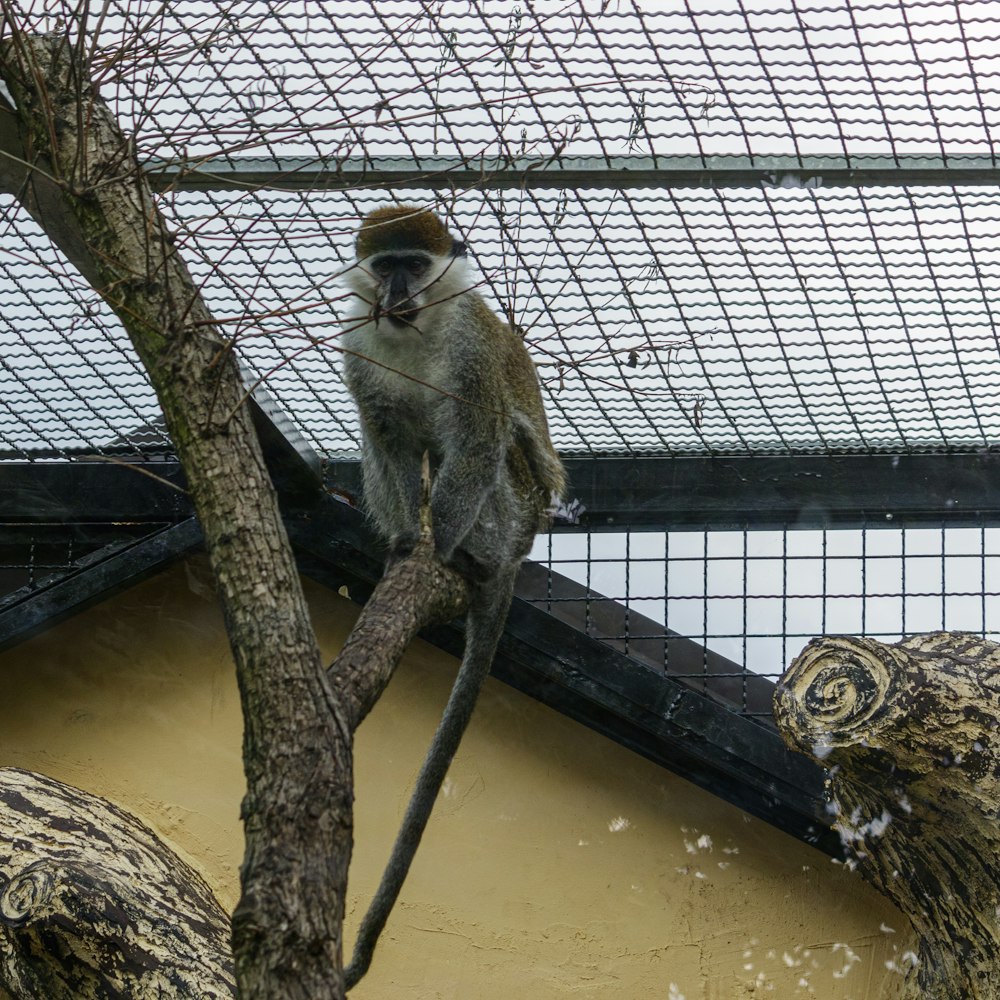 a monkey sitting on top of a tree branch