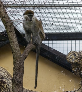 A monkey with a long tail is perched on a tree branch inside an enclosure. The enclosure features a wire mesh roof and several wooden branches positioned for climbing. The monkey's fur is a mix of gray and brown, and it is calmly positioned while looking outwards.