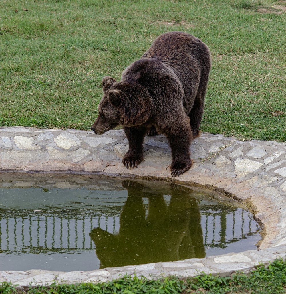 a brown bear standing on a stone wall next to a pond