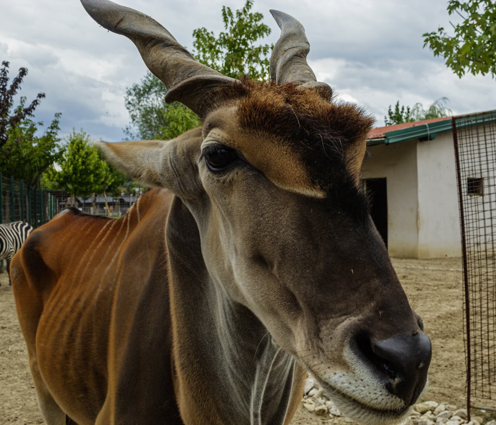 a close up of a cow near a fence