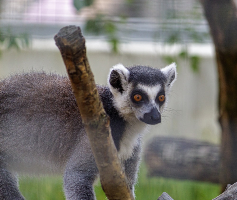 a close up of a small animal on a tree