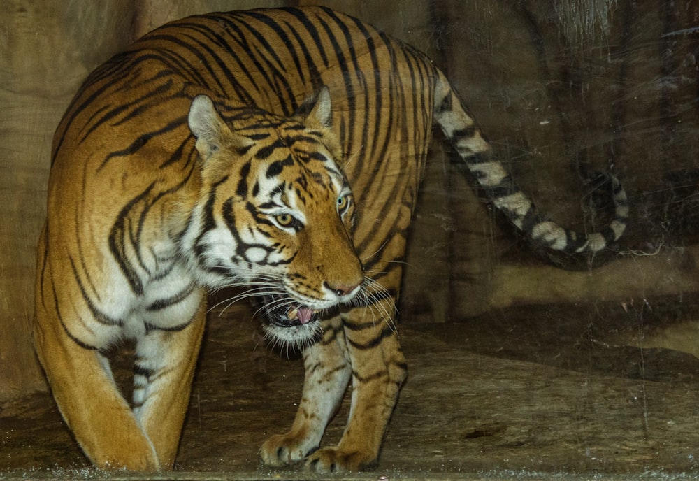 a large tiger walking across a stone floor