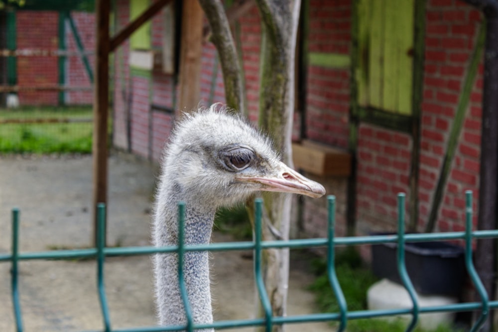 an ostrich looking over a fence at the camera