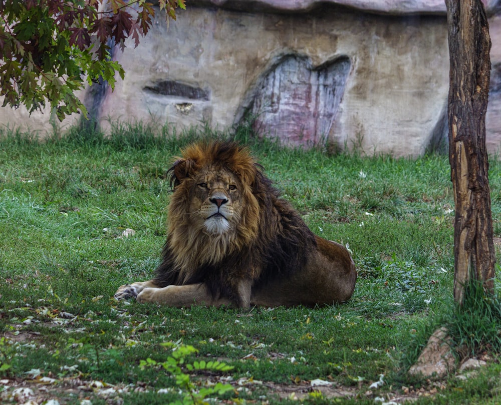 a lion laying in the grass next to a tree