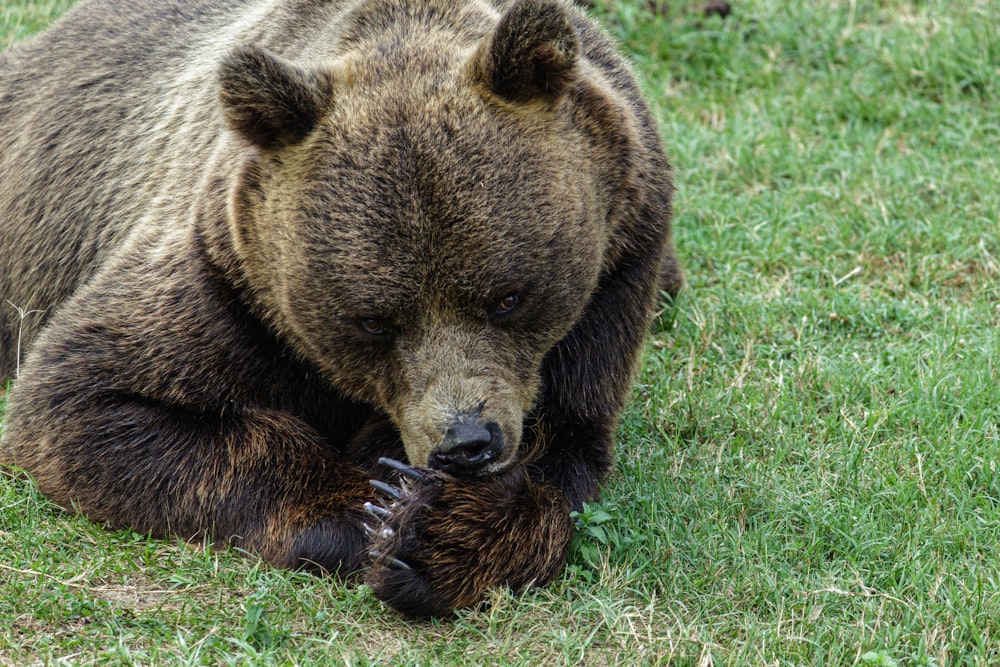 a large brown bear sitting on top of a lush green field