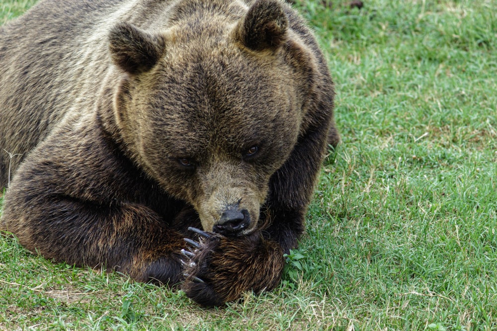 um grande urso marrom sentado no topo de um campo verde exuberante