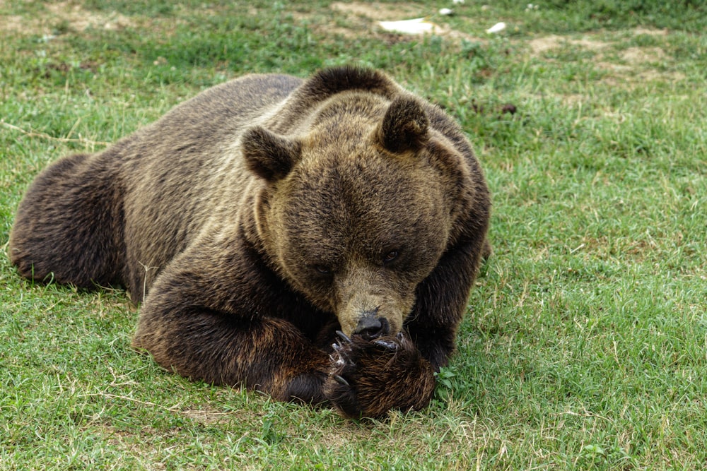 ein großer Braunbär, der auf einem saftig grünen Feld liegt