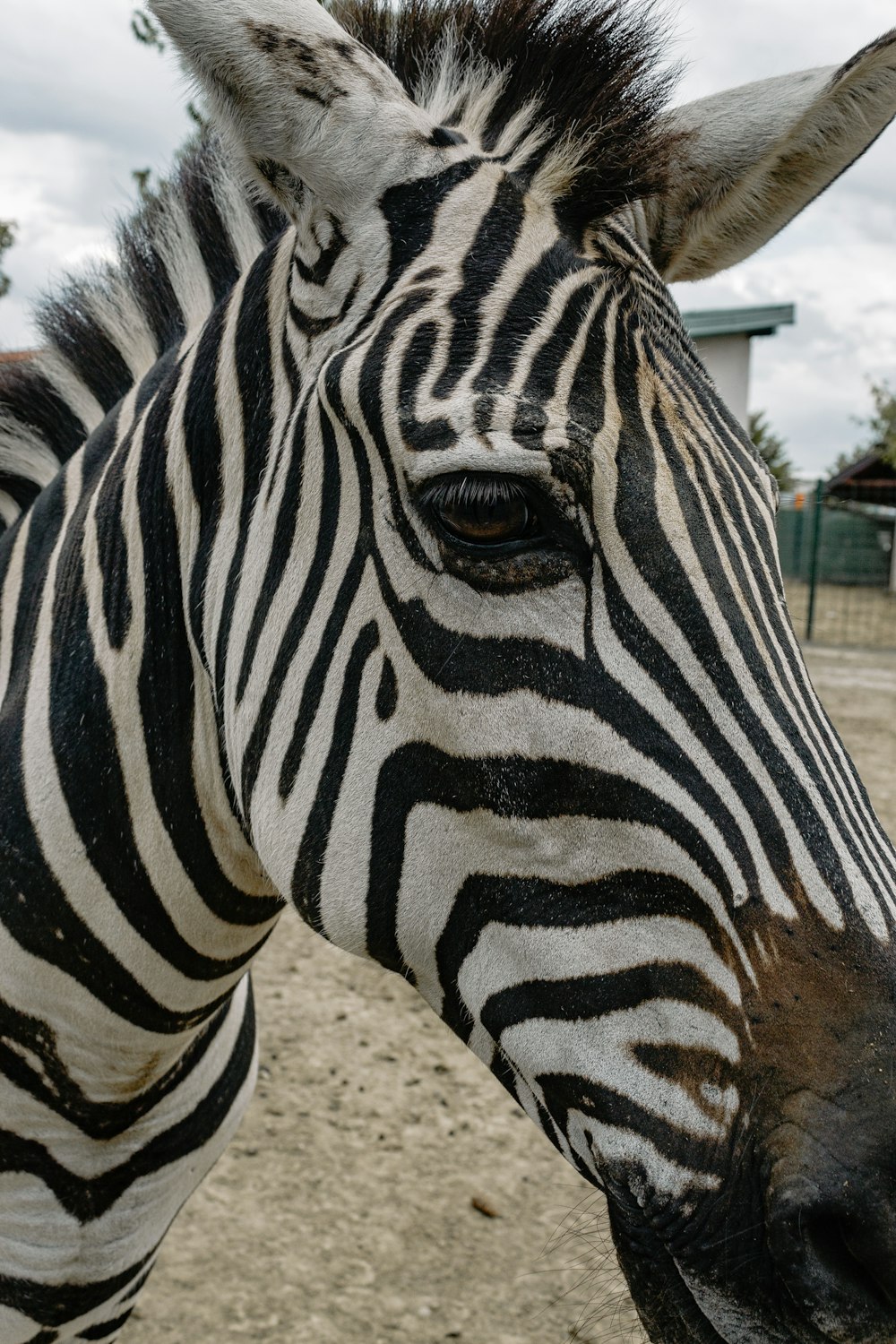 um close up de uma zebra em um chão de terra