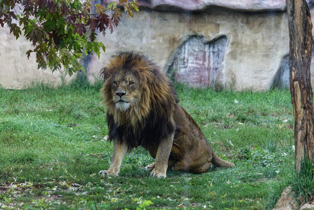 a lion sitting in the grass next to a tree