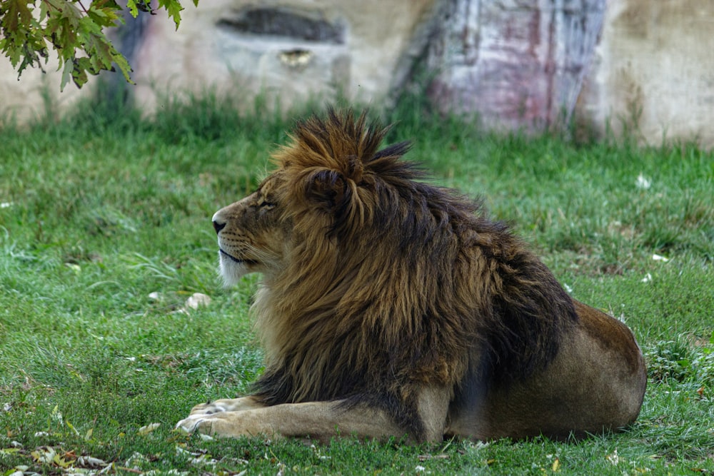 ein Löwe sitzt im Gras neben einem Baum