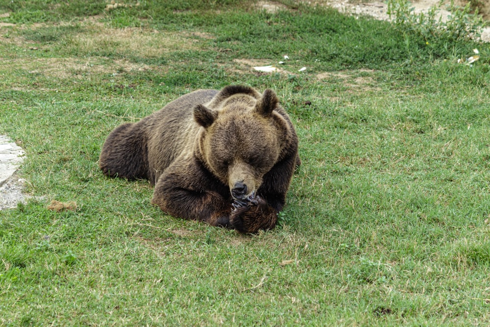 a large brown bear laying on top of a lush green field