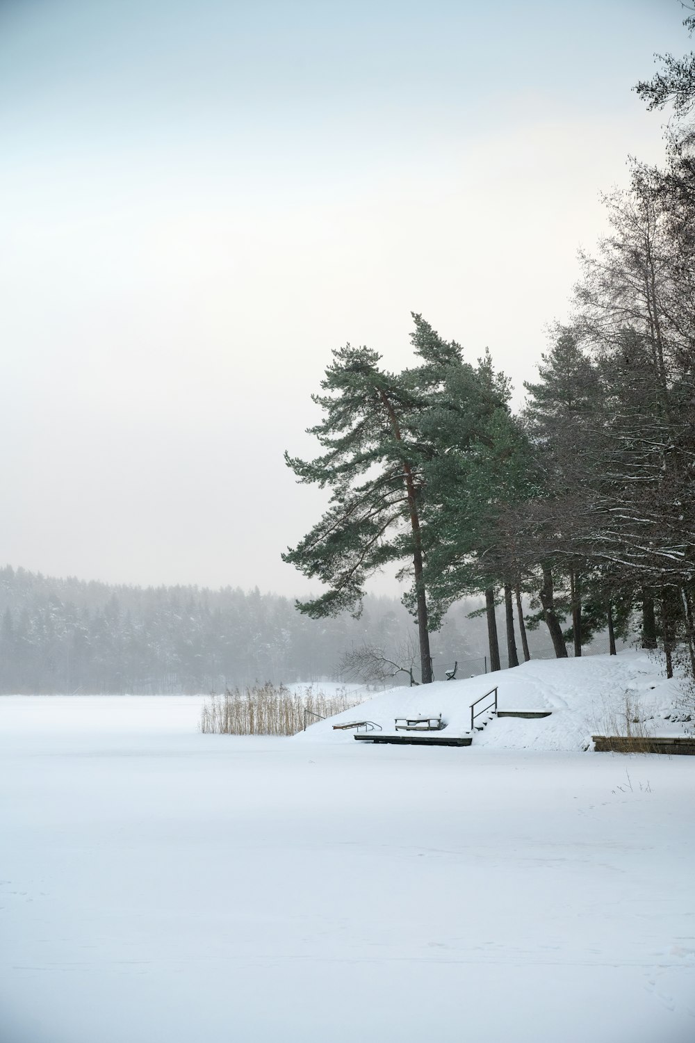 a snowy landscape with trees and a bench