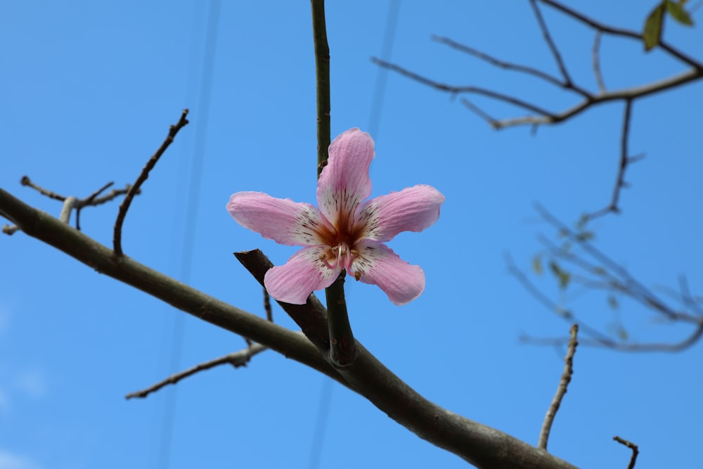 a pink flower on a tree branch with a blue sky in the background