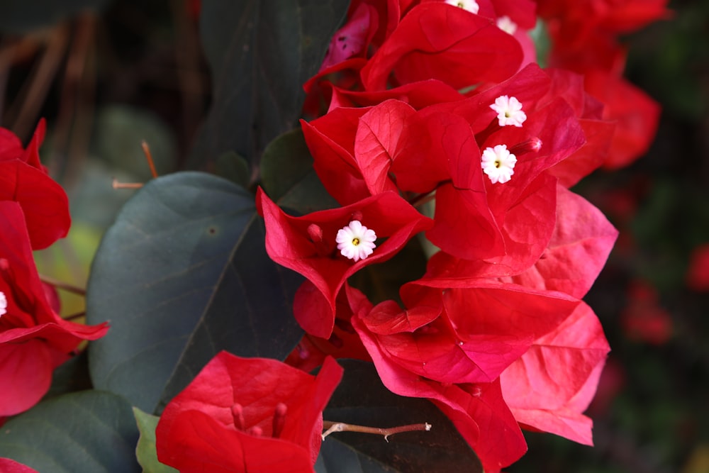 a bunch of red flowers with white centers