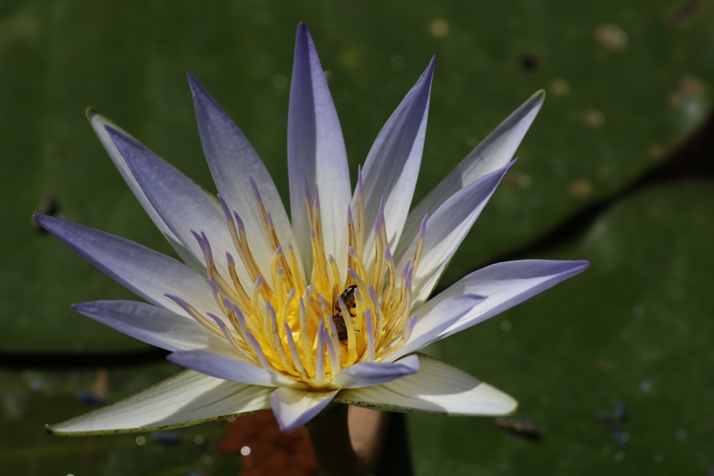 a blue and white water lily with a bee on it