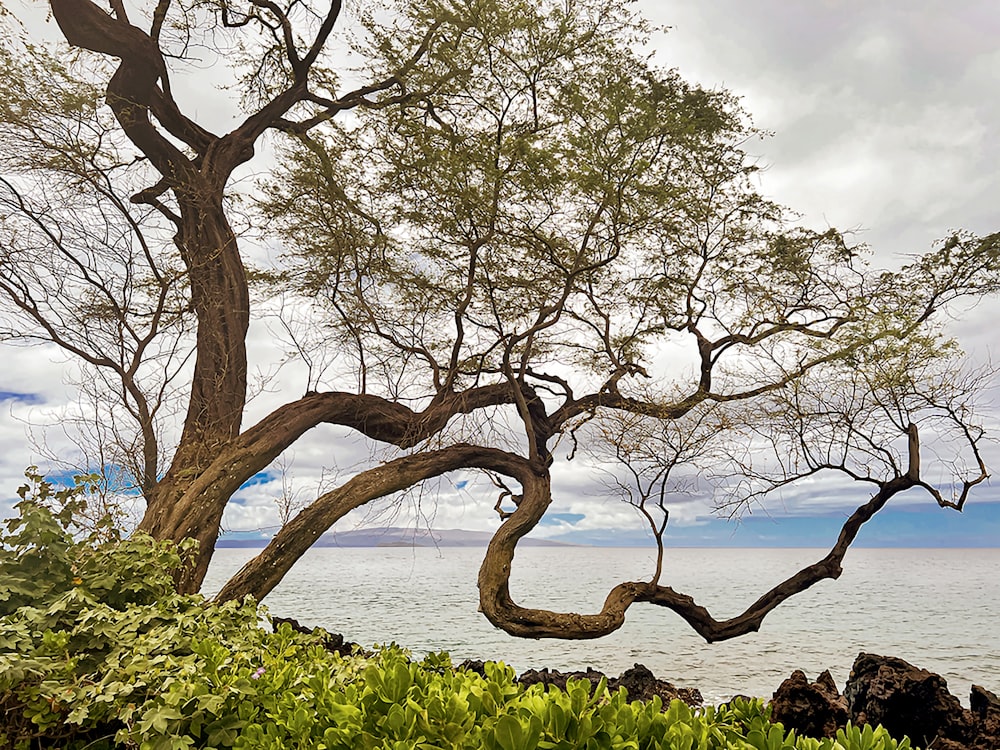 a tree that is next to a body of water