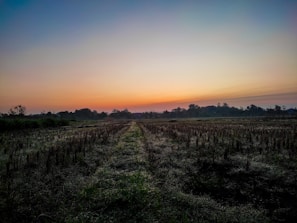 A serene landscape with a path leading towards a bright horizon, symbolizing potential.