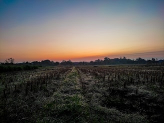 A serene landscape with a path leading towards a bright horizon, symbolizing potential.