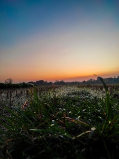 A serene morning landscape with glistening dew and calm atmosphere