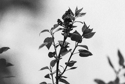 Historic black and white photo of early cannabis cultivation outdoors.