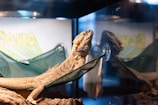 A bearded dragon lizard is comfortably perched on a green mesh hammock, within a glass terrarium. The interior setup includes a wooden log-like structure below the hammock. The lizard is positioned to face a reflective surface, showing its mirrored image, and appears alert. In the background, there is a sign partially visible, with the word 'ECHO' prominently displayed in yellow and green letters.