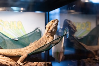 A bearded dragon lizard is comfortably perched on a green mesh hammock, within a glass terrarium. The interior setup includes a wooden log-like structure below the hammock. The lizard is positioned to face a reflective surface, showing its mirrored image, and appears alert. In the background, there is a sign partially visible, with the word 'ECHO' prominently displayed in yellow and green letters.