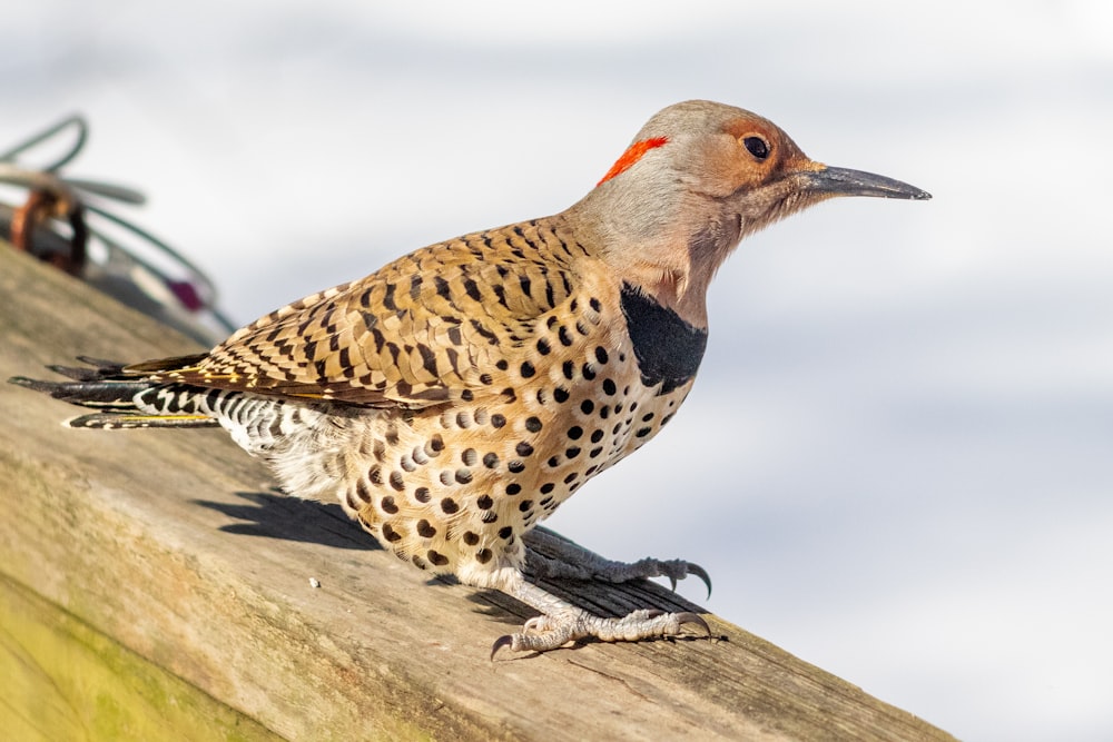 a bird sitting on top of a wooden structure