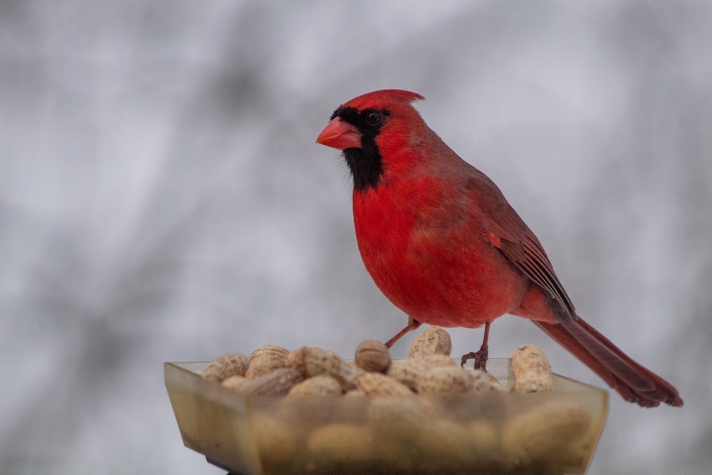 a red bird sitting on top of a bird feeder