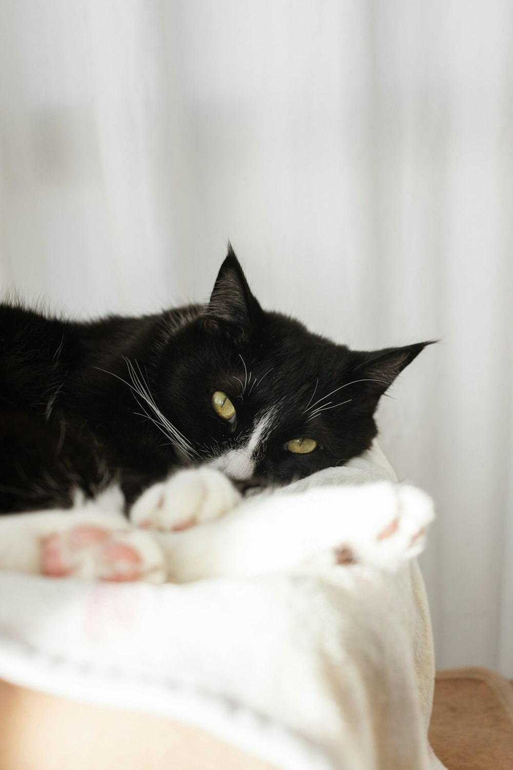 a black and white cat laying on top of a bed