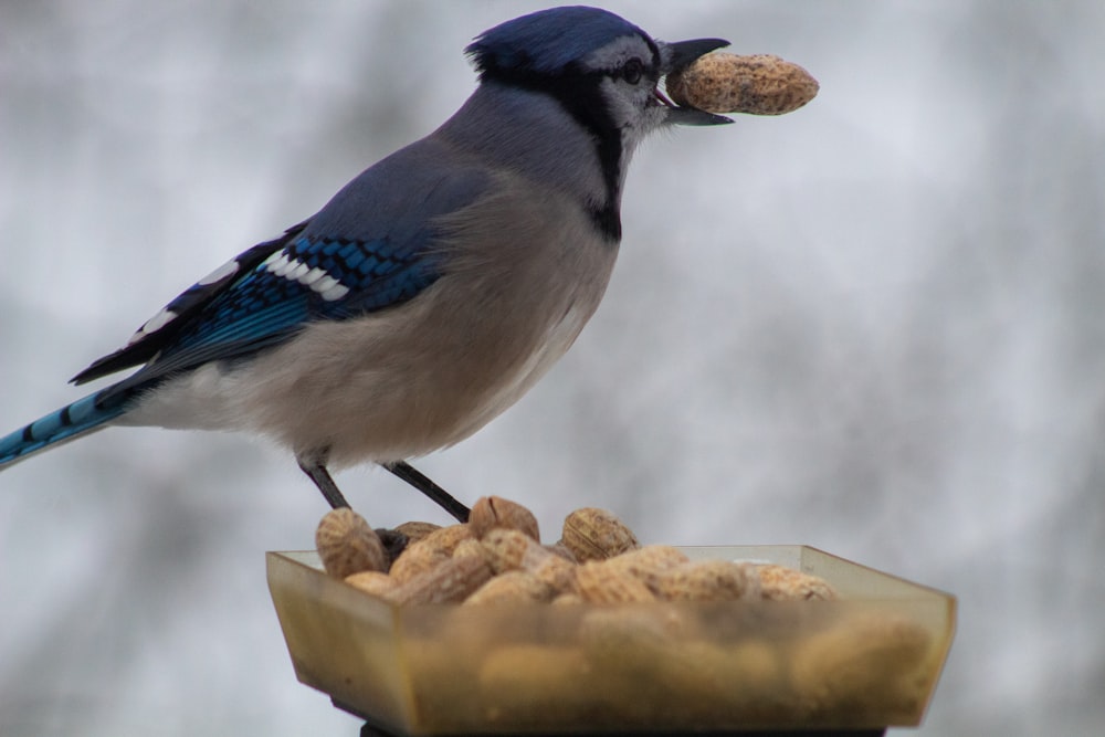 a blue jay eating peanuts from a bird feeder