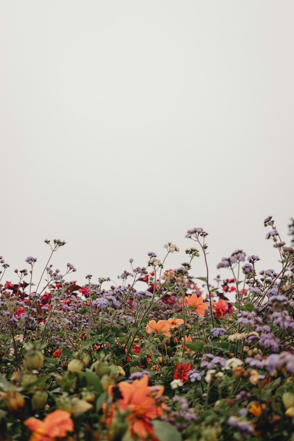 a field of flowers with a sky in the background