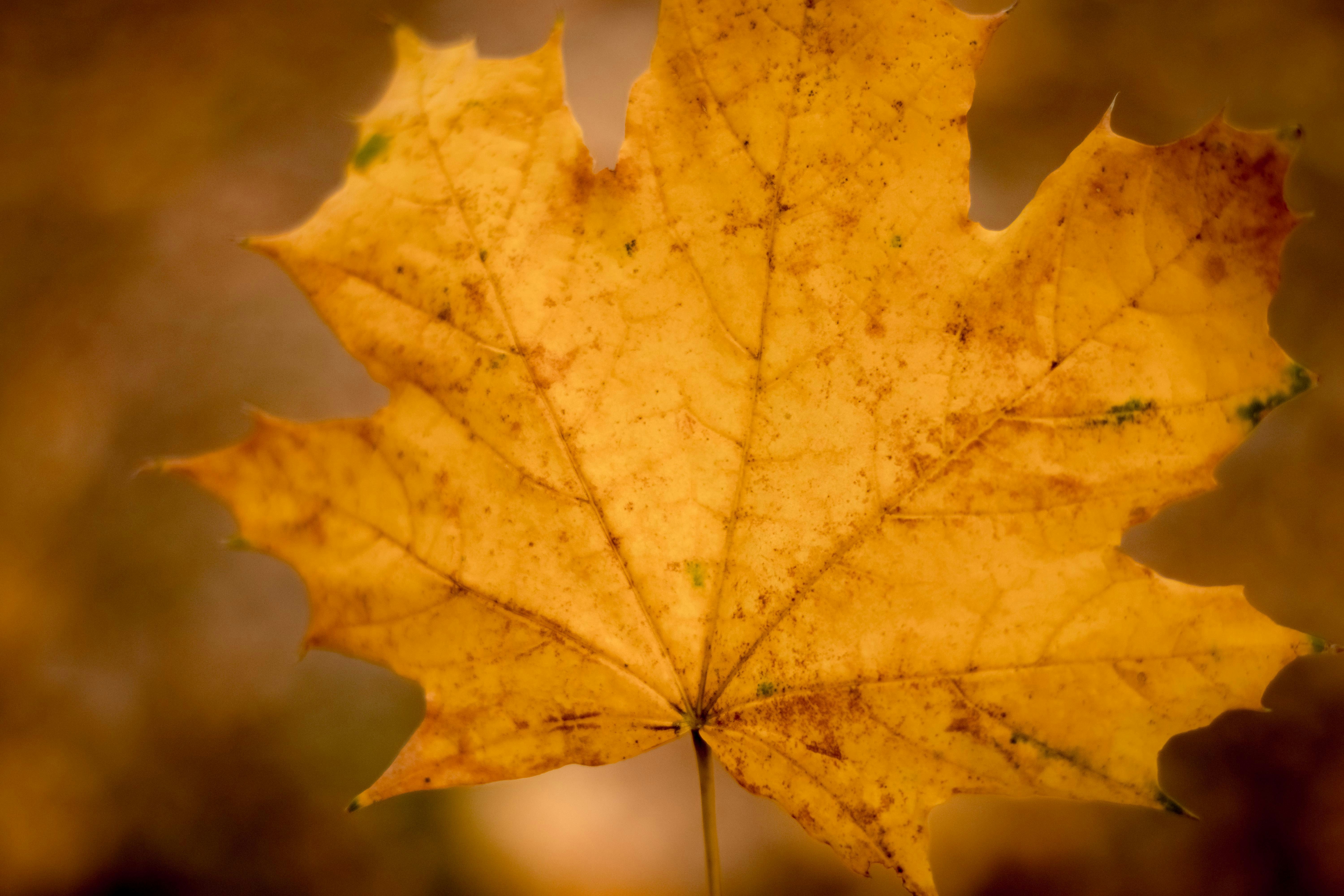 Photo by joshuadaelen