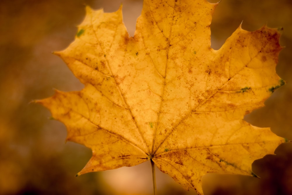 a close up of a yellow maple leaf