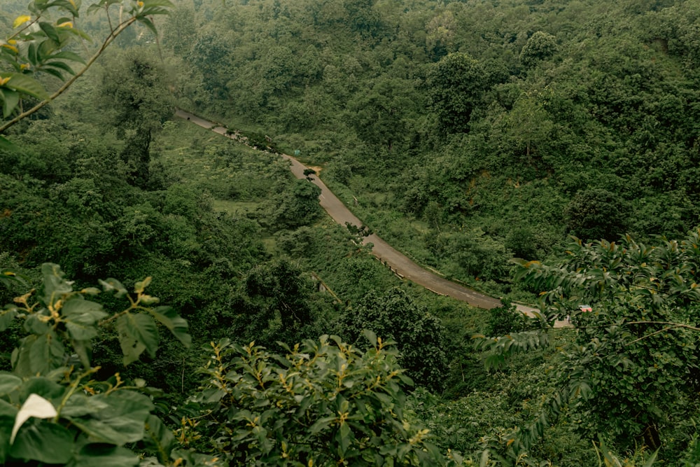 a winding road in the middle of a lush green forest