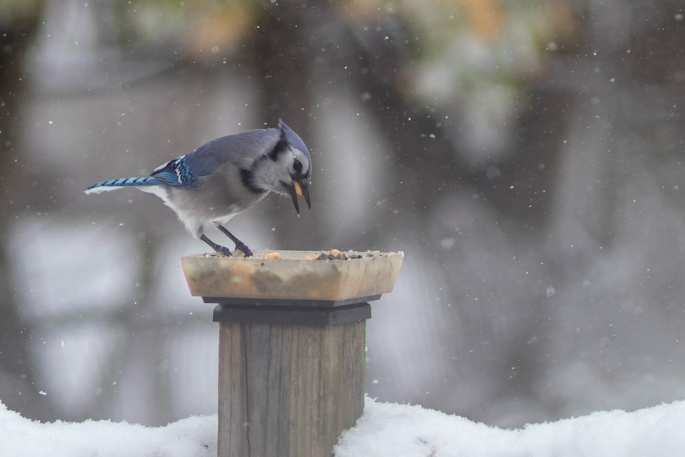 a blue jay perches on a bird feeder in the snow