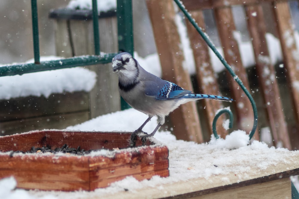 a small blue bird standing on a wooden box in the snow