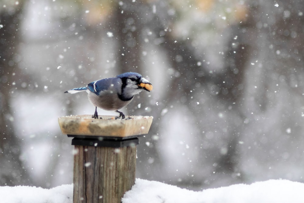 a small bird sitting on top of a wooden post