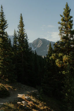 A serene mountain trail at sunrise with soft light filtering through tall pine trees.