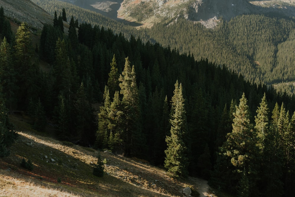 a view of a mountain range with trees in the foreground