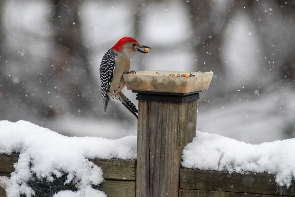 a bird sitting on top of a bird feeder in the snow