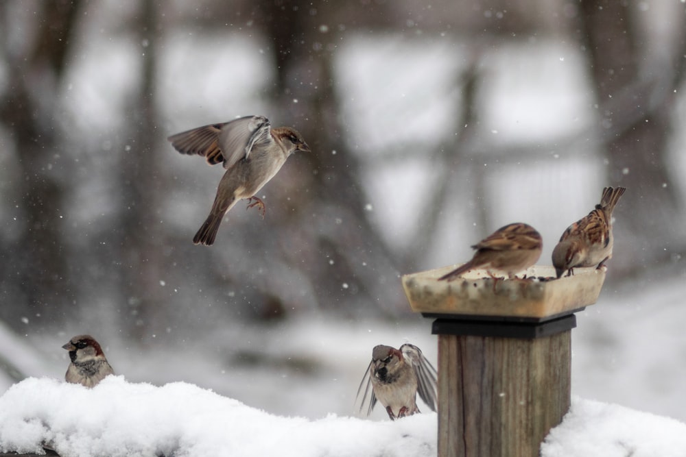 a group of birds sitting on top of a bird feeder