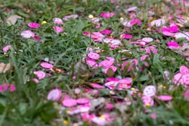 Bright pink smiley face confetti is scattered across a patch of grass, creating a lively and colorful scene. The grass appears lush, with blades of green interspersed with the vibrant confetti pieces, adding a playful contrast.
