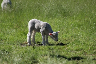 A young lamb with a fluffy woolen coat grazes in a lush green field. The sunlight highlights the texture of its wool and the verdant grass around it.
