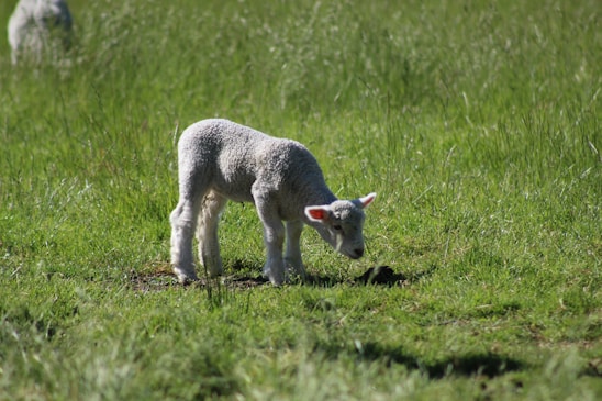A young lamb with a fluffy woolen coat grazes in a lush green field. The sunlight highlights the texture of its wool and the verdant grass around it.