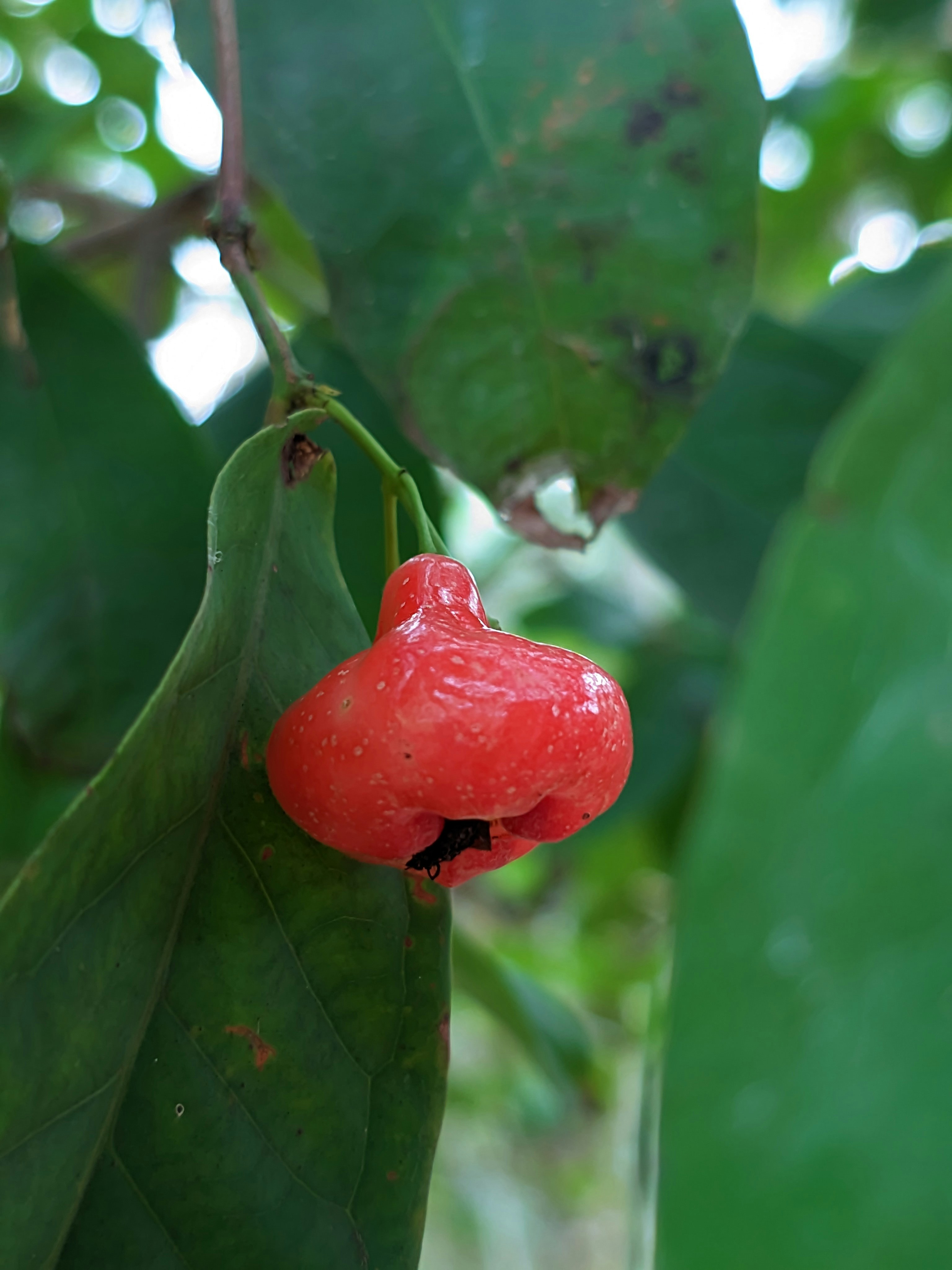 Buah Merah Oil