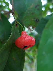 A vibrant red fruit hangs from a green leafy branch. The fruit's surface appears glossy and slightly textured, set against a backdrop of blurred foliage and dappled sunlight.