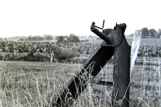 In the foreground, a rusted and weathered piece of farm machinery stands with tall grass surrounding it. A barbed wire fence runs parallel to the machinery. Beyond the fence, there is a cow grazing amidst a vast, leafy field. The background shows a rural landscape with distant trees under a hazy sky.