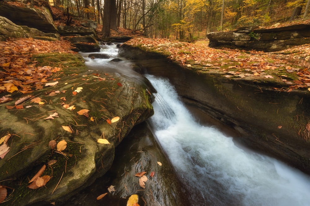 a small stream running through a forest filled with leaves