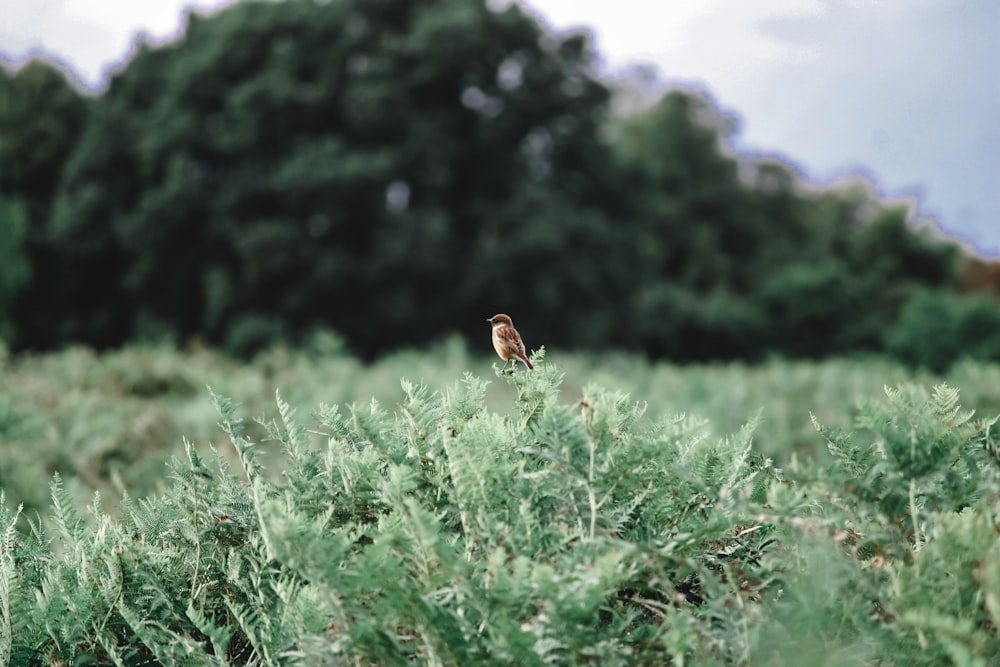 a small bird sitting on top of a lush green field